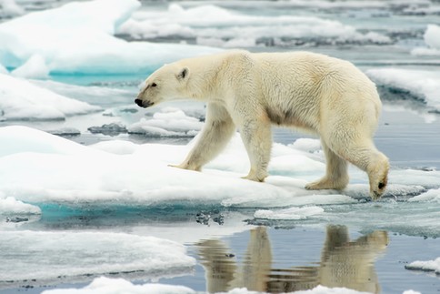 polar bears climate