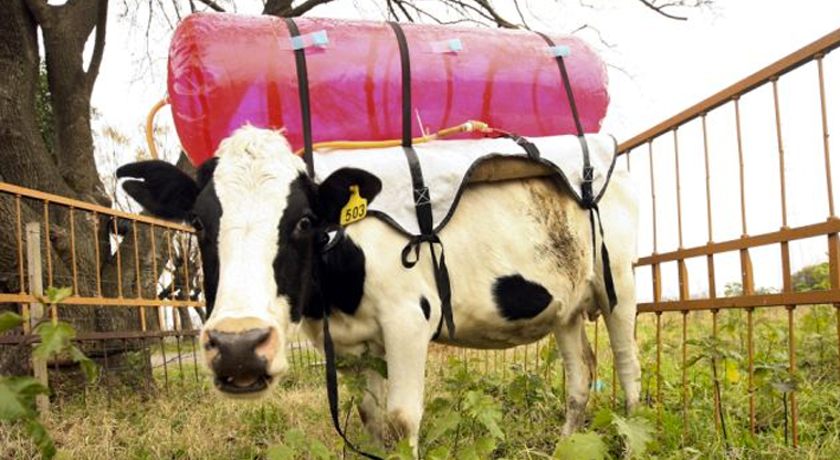 ‘Methane backpacks’ capture cow farts, turn them into green fuel
